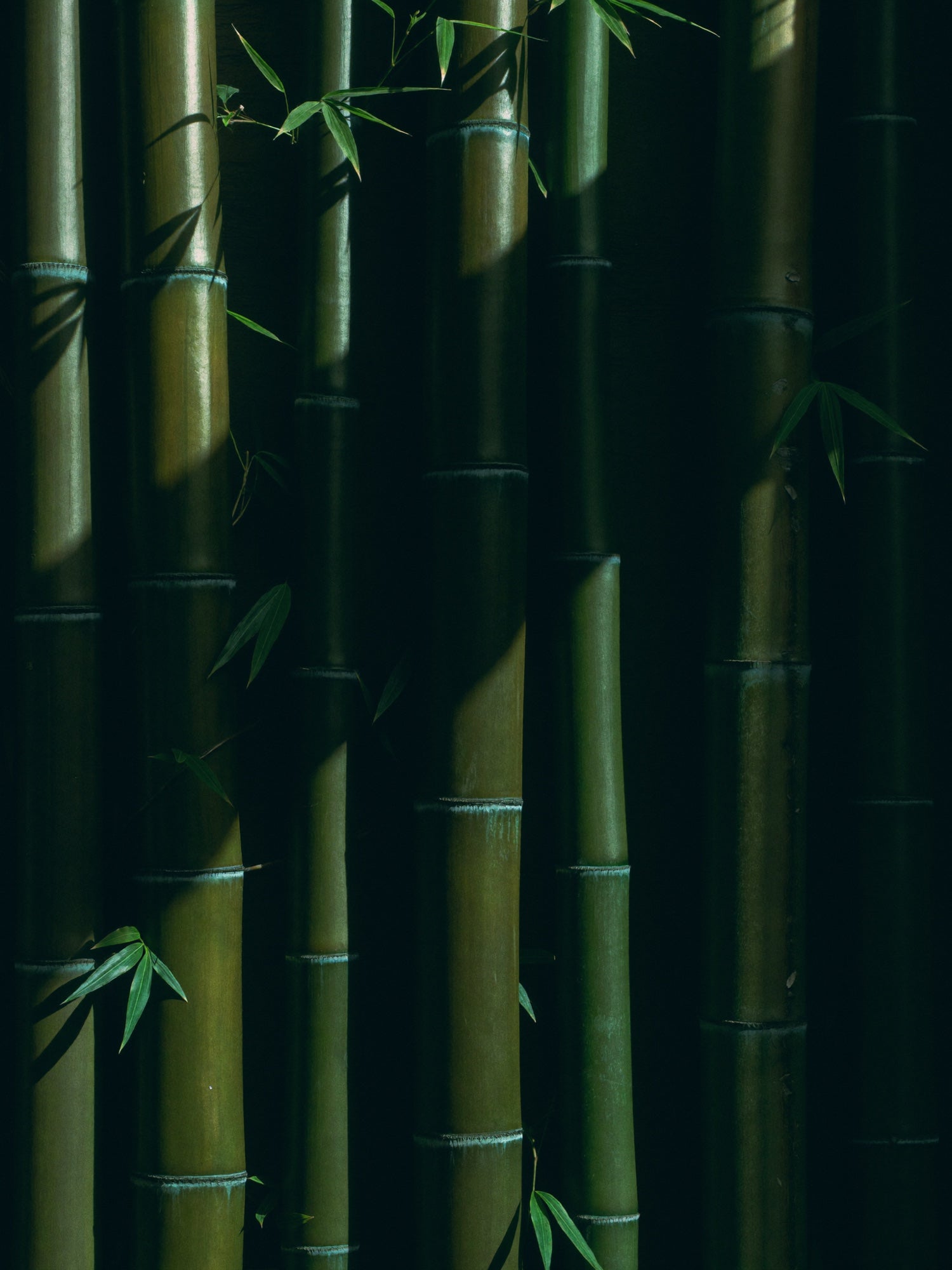 From Root To Roll